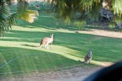 Les kangourous au camping !